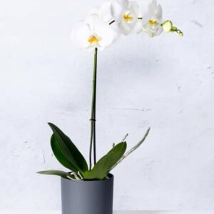 Buy Phalaenopsis Orchid Thailand Single Stem