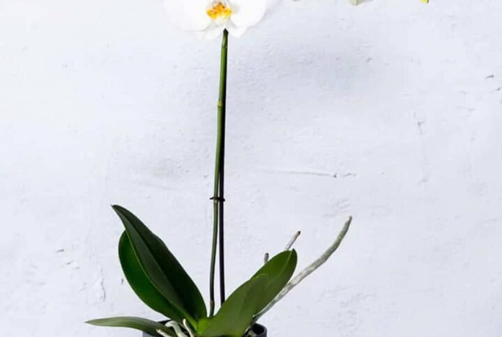 Buy Phalaenopsis Orchid Thailand Single Stem