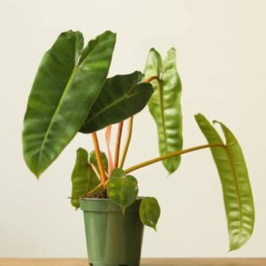 Buy Philodendron Billitiae Plant | Exotic Additions