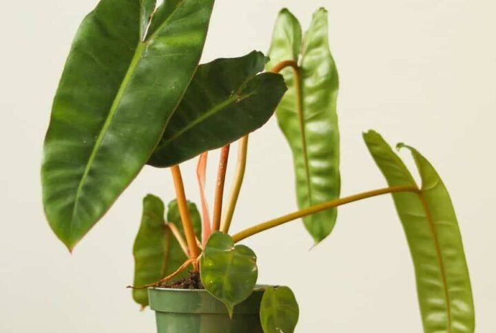 Buy Philodendron Billitiae Plant | Exotic Additions