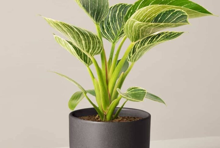 Buy Philodendron Birkin Online | Best Price in UAE