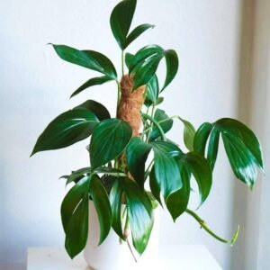 Buy Philodendron Dragon Tail | Lush Indoor Plant | Plantshop.me