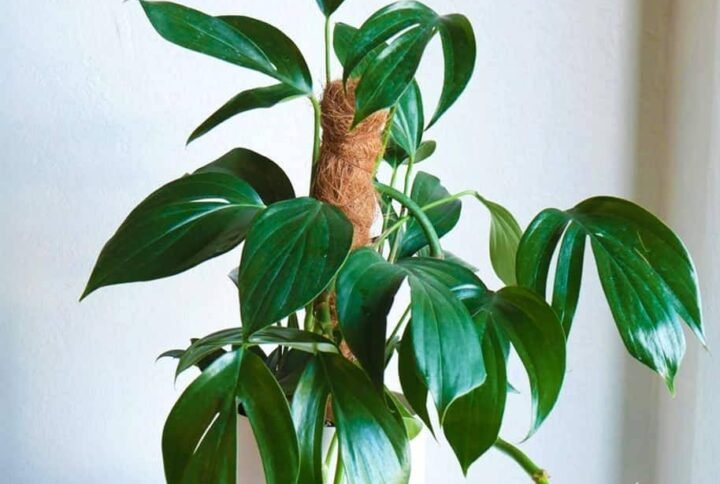 Buy Philodendron Dragon Tail | Lush Indoor Plant | Plantshop.me