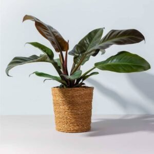 Buy Philodendron Imperial Red - Captivating Foliage Plant for UAE