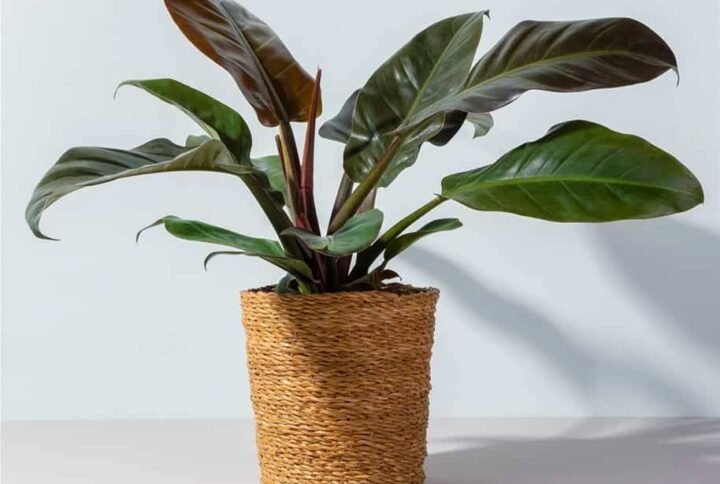 Buy Philodendron Imperial Red - Captivating Foliage Plant for UAE