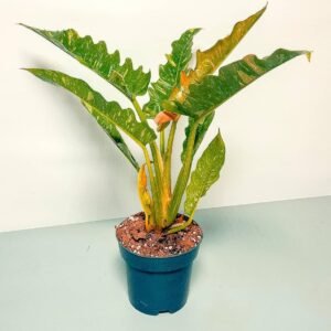 Buy Philodendron Narrow Escape Variegated | Plantshop.me
