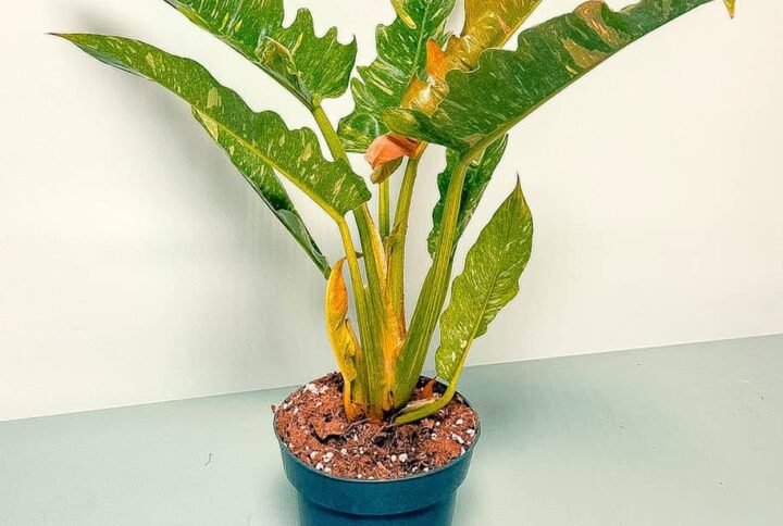 Buy Philodendron Narrow Escape Variegated | Plantshop.me