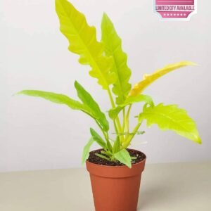 Buy Philodendron Ring of Fire Gold | Plantshop.me UAE
