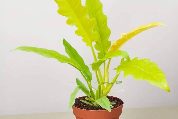 Buy Philodendron Ring of Fire Gold | Plantshop.me UAE