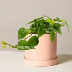 Buy Philodendron Scandens | Discover Lush Greenery