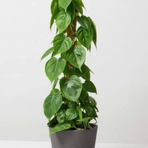 Buy Philodendron Scandens Tall | Plantshop.me