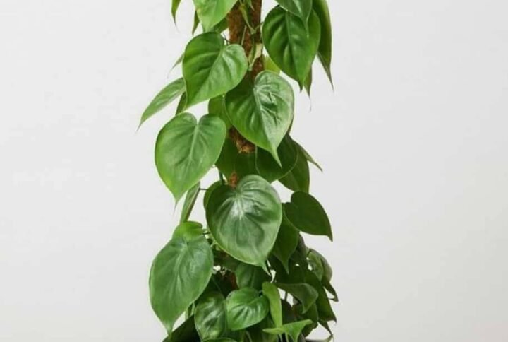 Buy Philodendron Scandens Tall | Plantshop.me