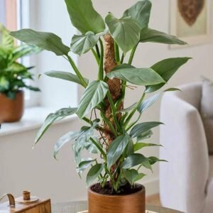 Buy Philodendron Silver Sword – Elegant Indoor Plant | UAE