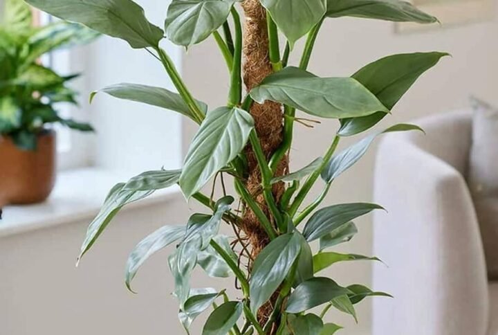 Buy Philodendron Silver Sword – Elegant Indoor Plant | UAE