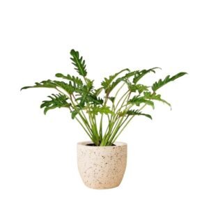 Buy Philodendron Xanadu Plant | Plantshop.me UAE