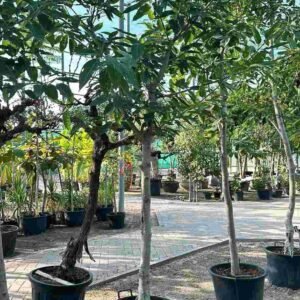 Buy Pilkhan or White Fig Tree - Premium Quality