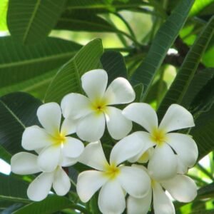 Buy Plumeria | Fragrant Frangipani Plants | Plantshop.me UAE