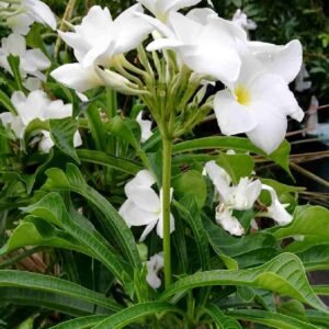 Buy Plumeria Pudica Online at Plantshop.me
