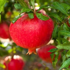 Buy Pomegranate Tree Online | UAE Delivery