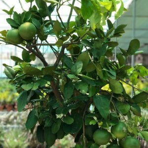Buy Pomelo Tree Online | Best Quality in UAE