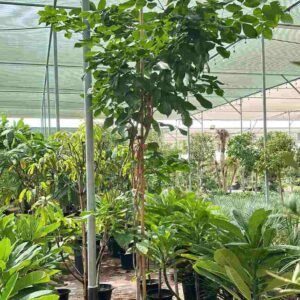 Buy Pongamia Glabra | Pongamia Oil Tree for Sale