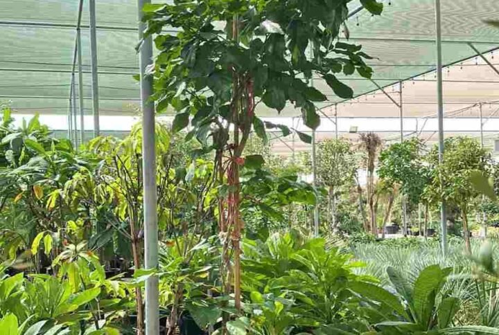 Buy Pongamia Glabra | Pongamia Oil Tree for Sale