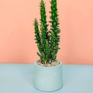 Buy Potted Eve's Pin Cactus - Plantshop.me UAE