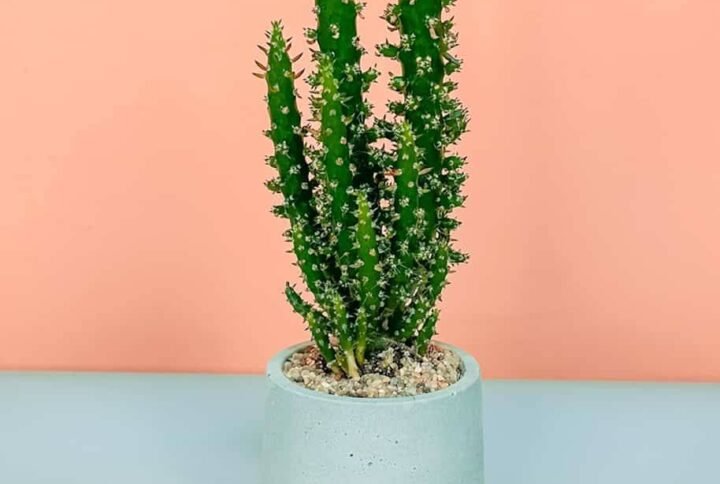 Buy Potted Eve's Pin Cactus - Plantshop.me UAE