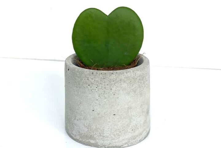 Buy Potted Hoya - Quality Hoya Plants | Plantshop.me UAE