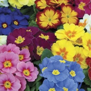 Buy Primrose Mix Color Seeds | Plantshop.me
