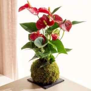 Buy PS Red Anthurium Kokedama - Beautiful Indoor Plant