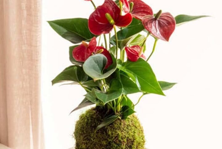 Buy PS Red Anthurium Kokedama - Beautiful Indoor Plant