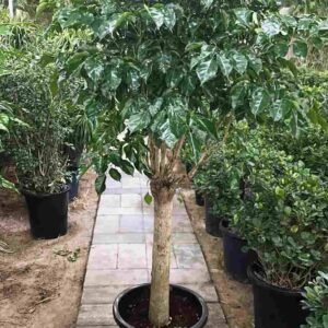 Buy Radermachera Sinica Thick Trunk | Plantshop.me