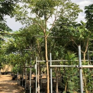 Buy Rain Tree - Elegant Shade for Your Garden | Plantshop.me