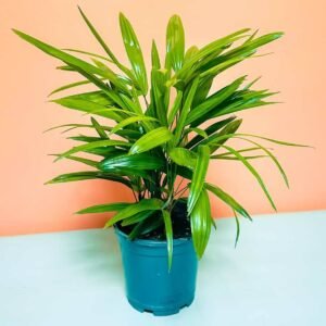 Buy Raphis Palm Online | Plantshop.me
