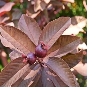 Buy Red Guava Plants | Plantshop.me UAE