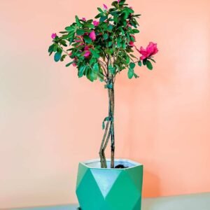 Buy Rhododendron Simsii Tall – Elegant Garden Flair