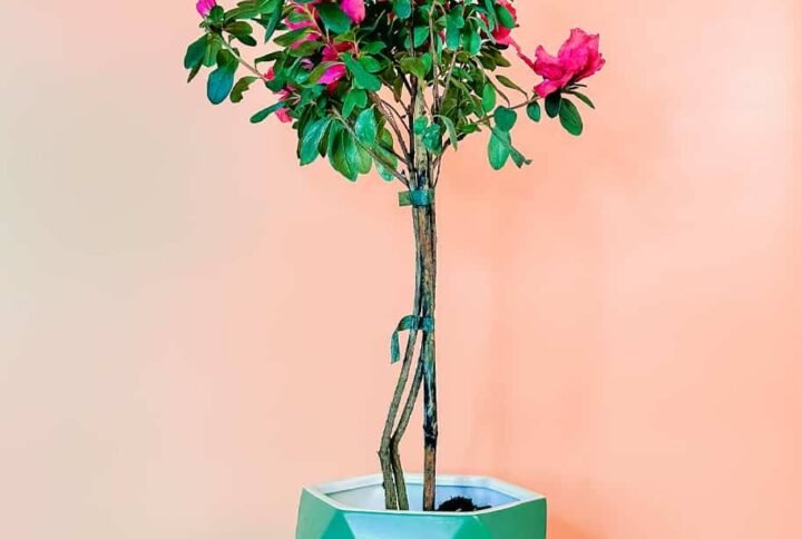 Buy Rhododendron Simsii Tall – Elegant Garden Flair