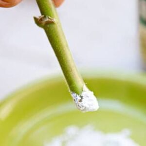 Buy Rooting Powder for Indoor and Outdoor Plants