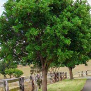 Buy Rosy Trumpet Tree - Vibrant Flowering Plant at Plantshop.me