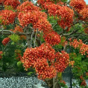Buy Royal Poinciana Tree Seeds at Plantshop.me