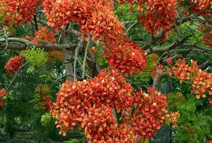 Buy Royal Poinciana Tree Seeds at Plantshop.me