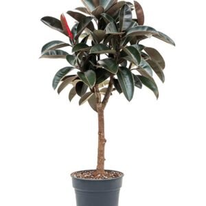 Buy Rubber Plant Branched