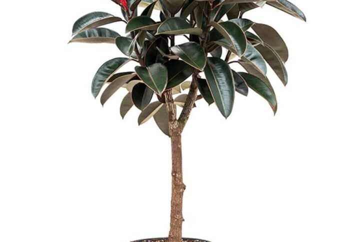 Buy Rubber Plant Branched