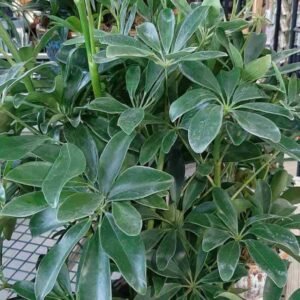 Buy Schefflera Green Plant