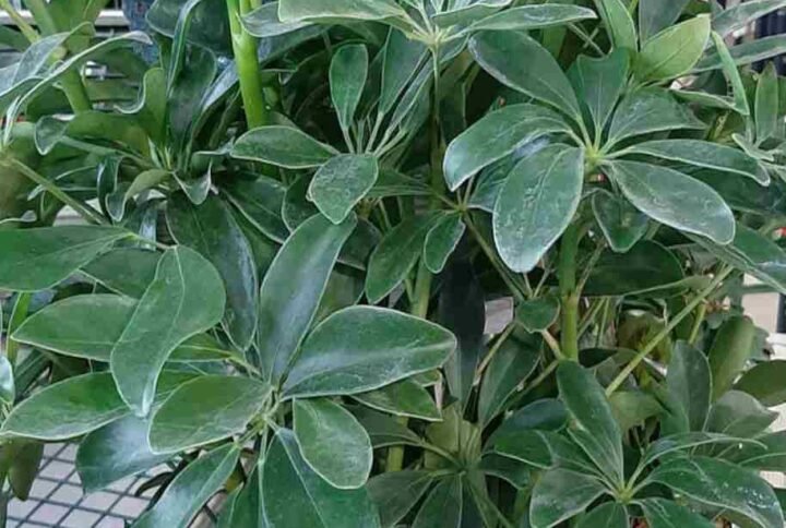 Buy Schefflera Green Plant