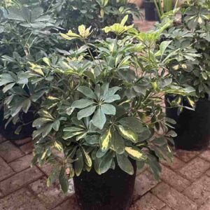 Buy Schefflera Variegated Bushy