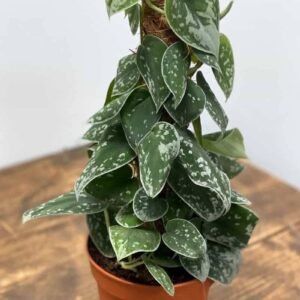 Buy Scindapsus Pictus | Plantshop.me | Premium Houseplants