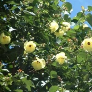 Buy Sea Hibiscus | Plantshop.me