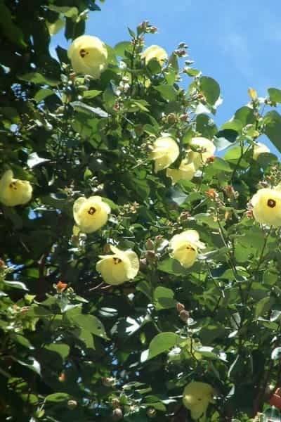 Buy Sea Hibiscus | Plantshop.me